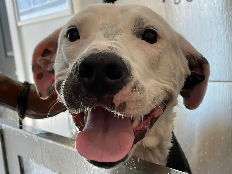 Bark 'n Bubbles Dog Wash